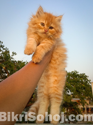 Traditional persian Male & Female kitten